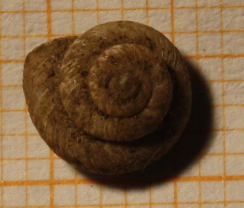 anomala xerotricha conspurcata?